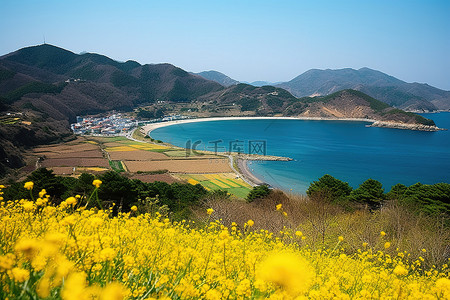 开车景象背景图片_山区黄色花朵的景象