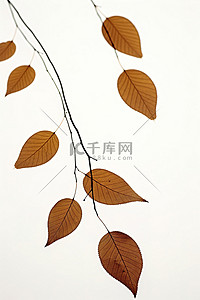 上下两色背景图片_上下飞舞的树叶和树枝的集合