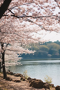 一个有美丽樱花的湖