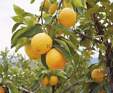 果树背景图片_果园里的柑橘类果树