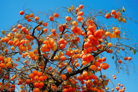 秋天柿子树背景图片_一棵树在秋天结出橙色的果实