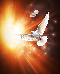 和平的白鸽背景图片_一只白鸽在发光的背景上飞翔