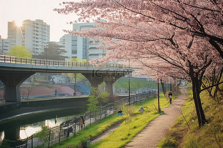 高架桥旁草地上的樱花