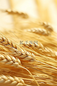 食物小麦小麦背景图片_编织表面上小麦和稻草的特写