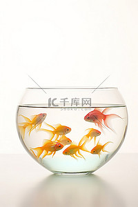 鱼缸背景图片_白色背景中金碗里的彩色鱼