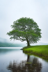 我眼里只有你背景图片_湖上只有一棵树