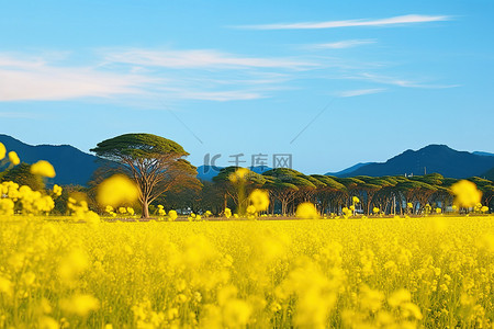 这张图片显示了山附近的黄色花田