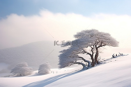 水墨风景山群背景图片_积雪覆盖的山上的一群树