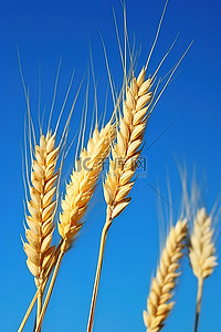 金色麦子背景图片_蓝天上金色的麦子