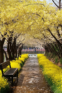 川背景背景图片_一条小溪，两旁开满了黄色的花朵，树下有长凳