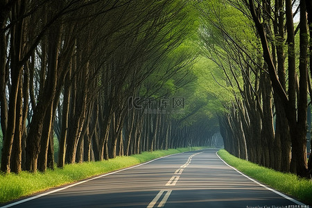 春天草长莺飞古诗图片背景图片_一条被树木包围的长路