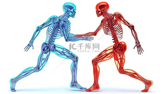 一对健康夫妇的骨骼和肌肉系统的 3D 插图