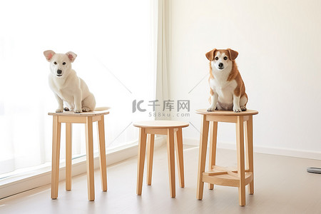 狗和狗在一些木凳上