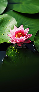 合成的背景图片_一朵粉红色的睡莲坐在绿叶上