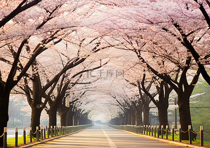 寒假旅行记背景图片_绿树成荫的街道两旁盛开的樱花树