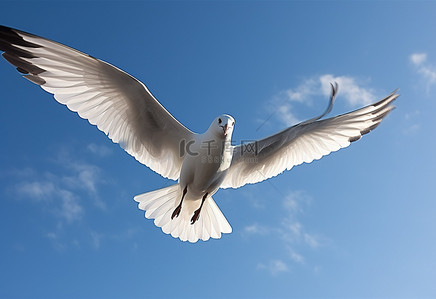 张开的背景图片_一只翅膀张开的鸟在天空中飞翔