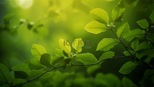 树枝叶背景图片_自然森林树叶阳光