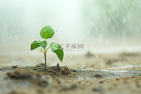 一株植物在雨水的沙子里生长