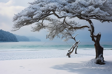 雪中树背景图片_阿尔巴尼亚捷克共和国海滩上雪中的树
