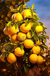檸檬樹