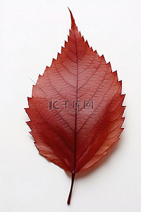 秋天的背景背景图片_红棕色的叶子躺在白色的背景上