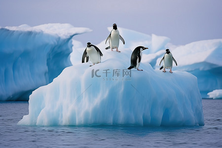 企鹅冰山