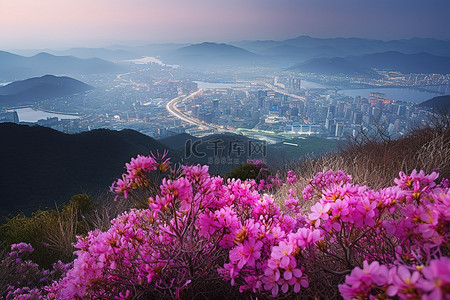 鲜花生长在俯瞰城市的山上