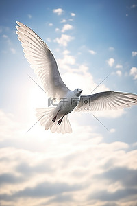 海鸥飞翔，白色的羽毛在天空中飞翔