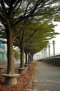 人行道和树木