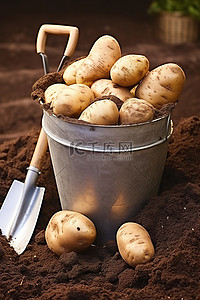袋装油菜籽背景图片_袋装马铃薯种植用