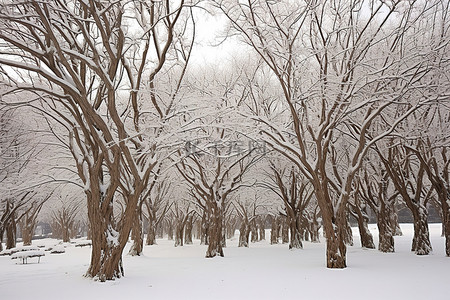 2012年冬天的雪树