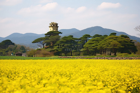 一片开满黄色花朵的田野，左边有一座塔