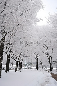 雪街道背景图片_人行道旁的公园被雪和树木覆盖