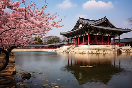 池塘花背景图片_首尔首尔宫附近的池塘景观和盛开的樱花树