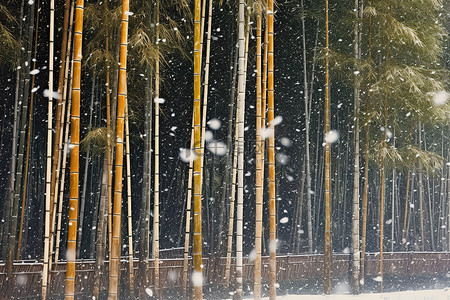 农场区的白雪从高大的竹林中飘落