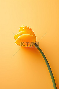 一朵黄色郁金香漂浮在橙色背景上