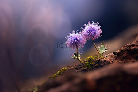 风吹植物背景图片_这些花看起来像是从另一个地方吹来的