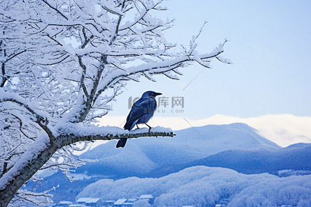 狐狸和乌鸦背景图片_乌鸦在雪山覆盖的树上