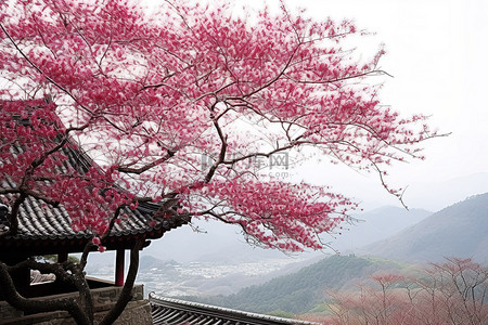植物山坡背景图片_红樱桃树和山坡