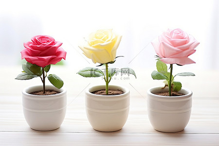 三色花背景图片_白色木桌上放着三个罐子，里面放着不同颜色的玫瑰