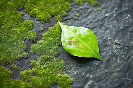 一片绿叶背景图片_一片绿叶坐落在苔藓覆盖的岩石顶部