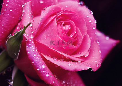 一朵粉红玫瑰与水滴的照片