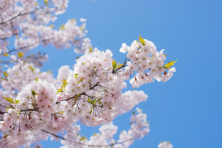 蓝天树上樱花盛开的图像