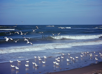 成群的海鸥站在海滩上