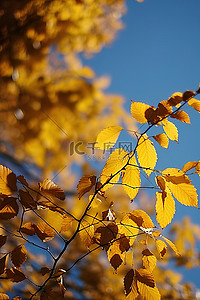 蓝天前黄树上的秋叶