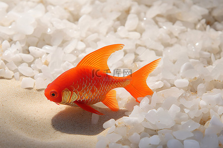 坐在沙滩上背景图片_一条橙色的鱼坐在沙滩上