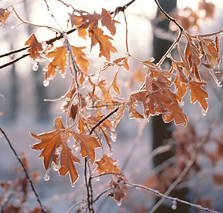 雪枫叶背景图片_一根冷冻植物的树枝从树上掉了下来