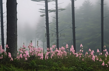 森林云雾背景图片_云雾中的山花树木