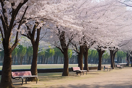 樱花公园里的樱花树，有长凳