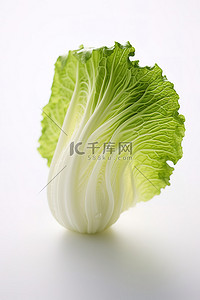 白菜好物背景图片_白色背景上的大头菜叶